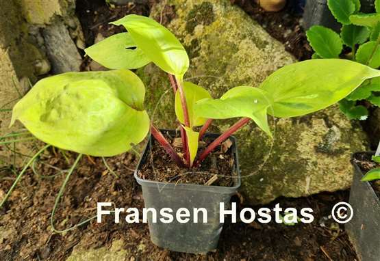 Hosta Flemish Design